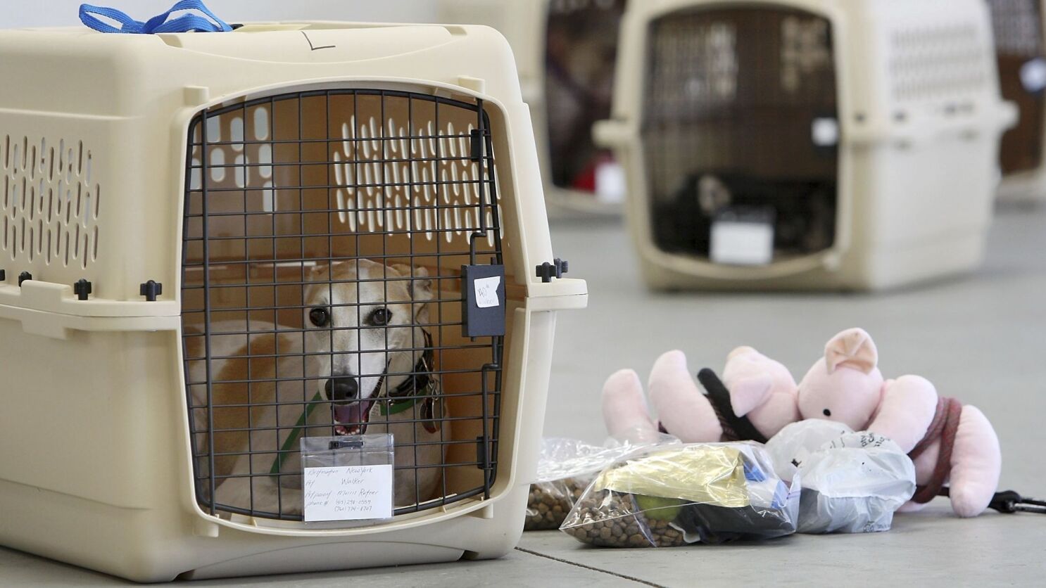 Pet Transportation
